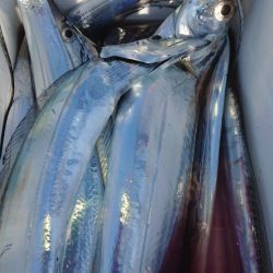 金沢八景鴨下丸 釣果