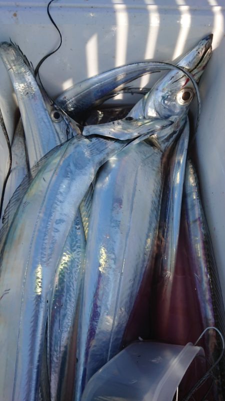 金沢八景鴨下丸 釣果