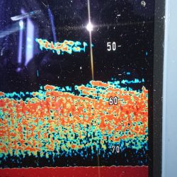 金沢八景鴨下丸 釣果