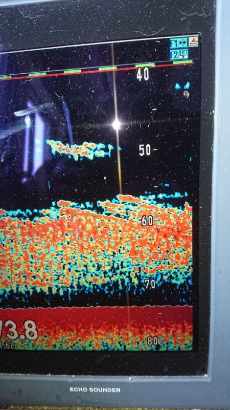 金沢八景鴨下丸 釣果