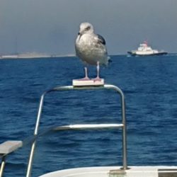 金沢八景鴨下丸 釣果