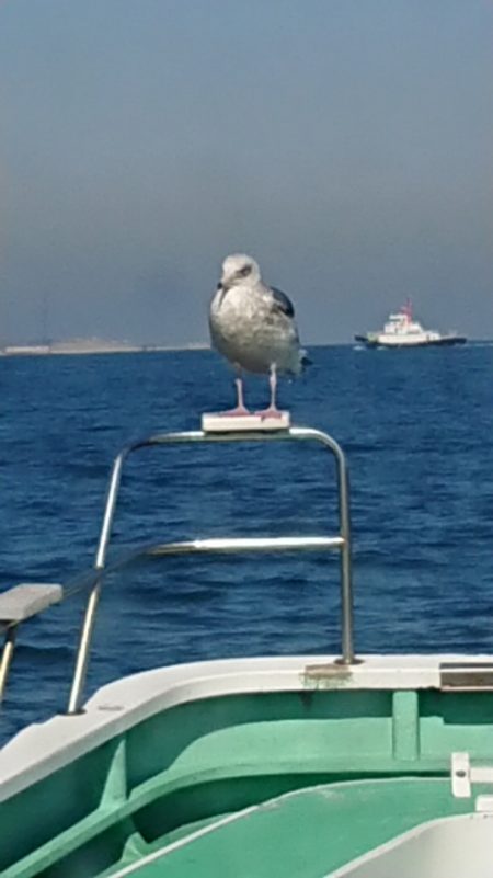 金沢八景鴨下丸 釣果