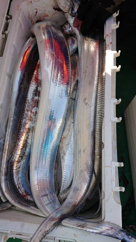 金沢八景鴨下丸 釣果