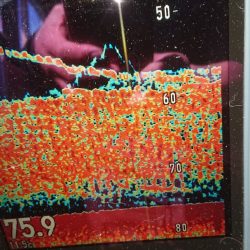 金沢八景鴨下丸 釣果