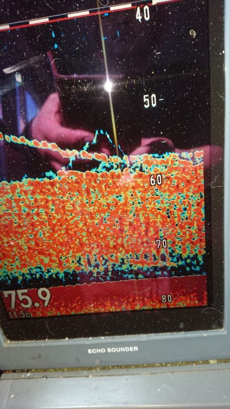 金沢八景鴨下丸 釣果