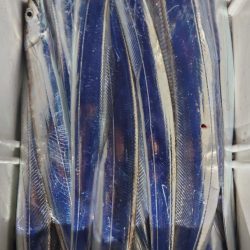 シースナイパー海龍 釣果