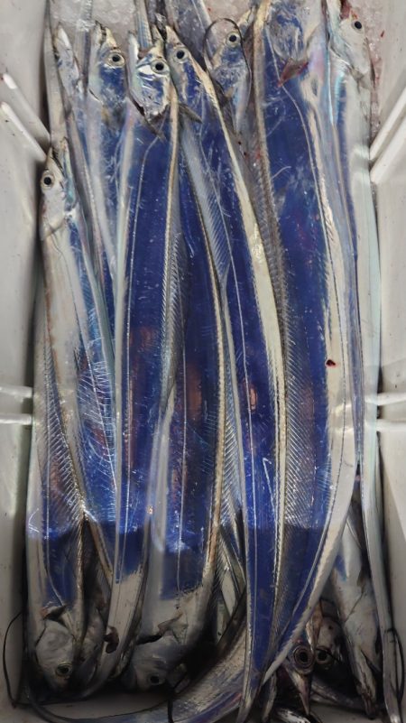 シースナイパー海龍 釣果