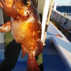 新幸丸 釣果