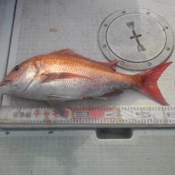 チャモロ 釣果