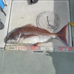 チャモロ 釣果