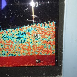 金沢八景鴨下丸 釣果