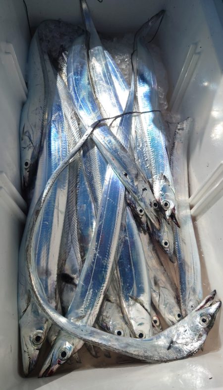 シースナイパー海龍 釣果