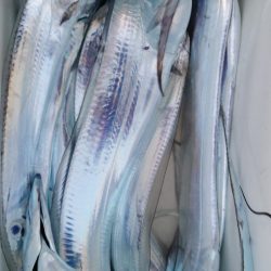 シースナイパー海龍 釣果