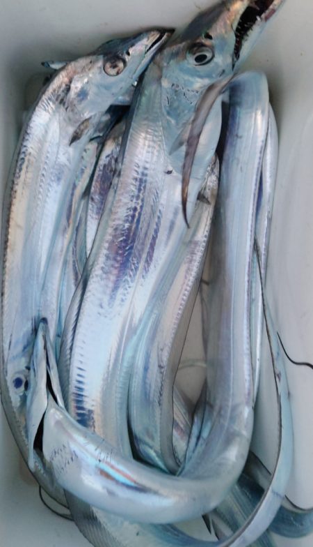 シースナイパー海龍 釣果