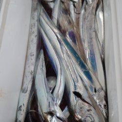 シースナイパー海龍 釣果