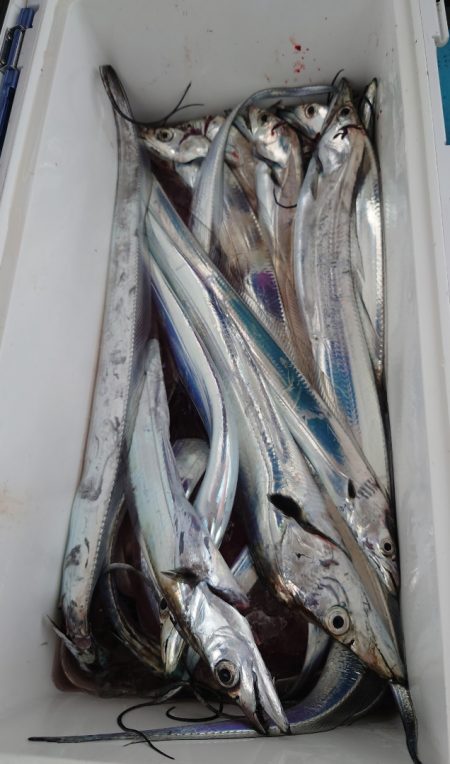 シースナイパー海龍 釣果