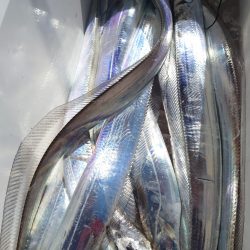 シースナイパー海龍 釣果