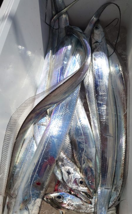 シースナイパー海龍 釣果