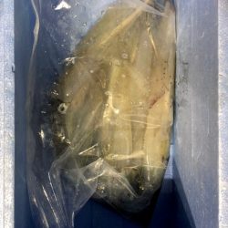 第二八坂丸 釣果