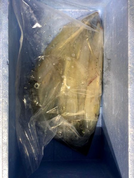 第二八坂丸 釣果