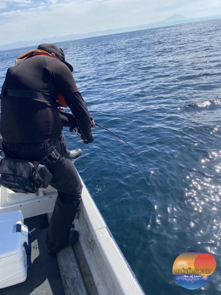 幕島丸 釣果
