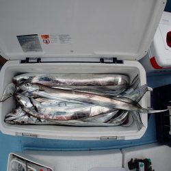 海晴丸 釣果