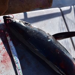 渡船屋たにぐち 釣果