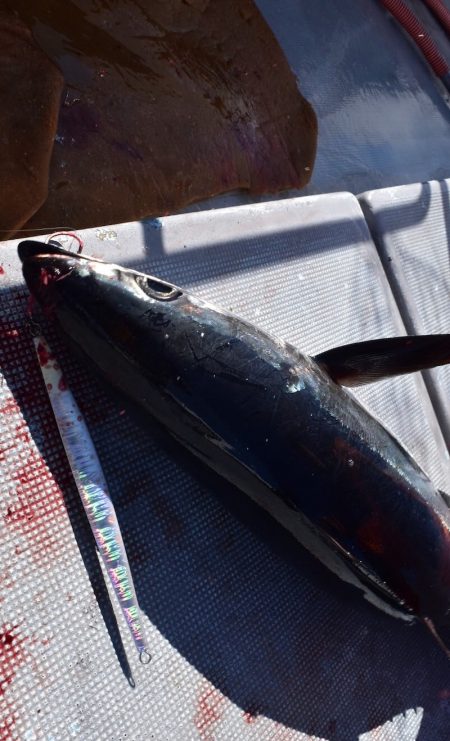 渡船屋たにぐち 釣果