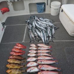 ARCADIAⅡ （アルカディアⅡ） 釣果