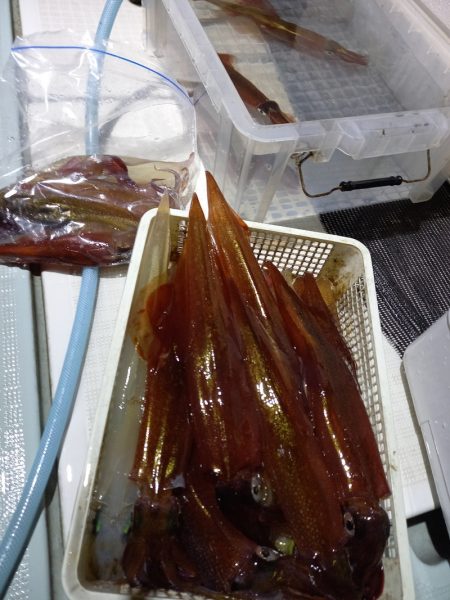 アマテラス 釣果