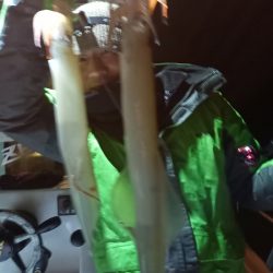 アマテラス 釣果