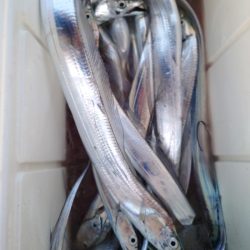 シースナイパー海龍 釣果