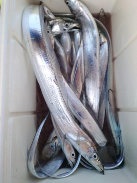 シースナイパー海龍 釣果