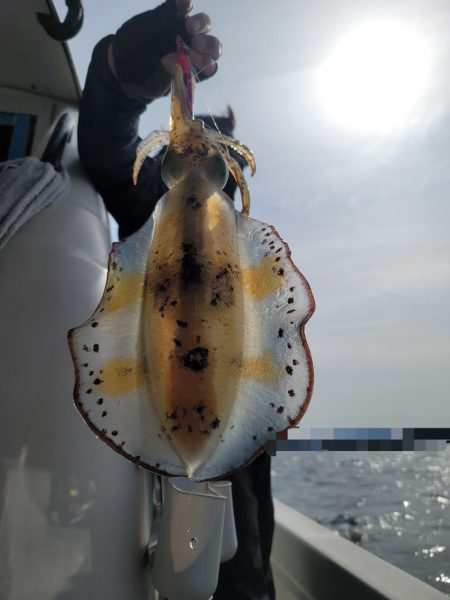 ソルトウォーターガイドフレンズ 釣果