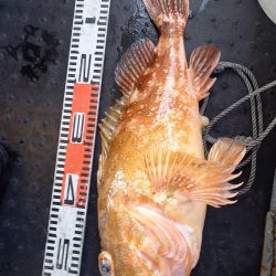 第二龍勢丸 釣果