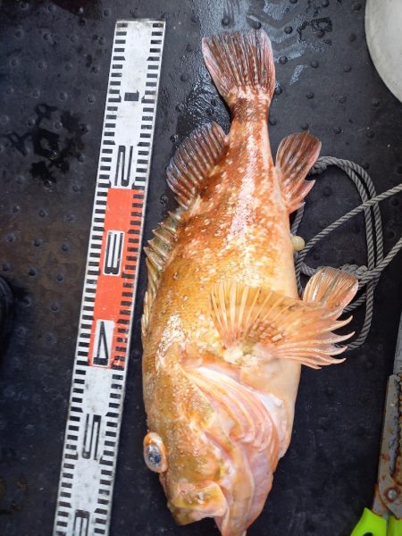 第二龍勢丸 釣果