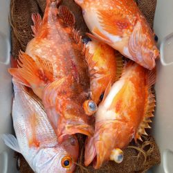 第二龍勢丸 釣果