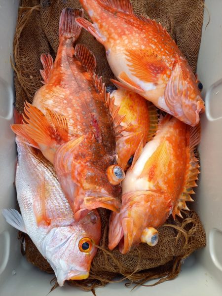 第二龍勢丸 釣果