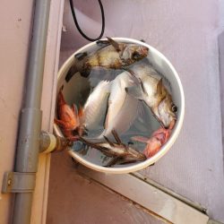 海龍丸（石川） 釣果