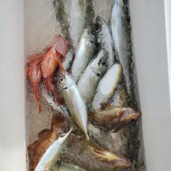 海龍丸（石川） 釣果