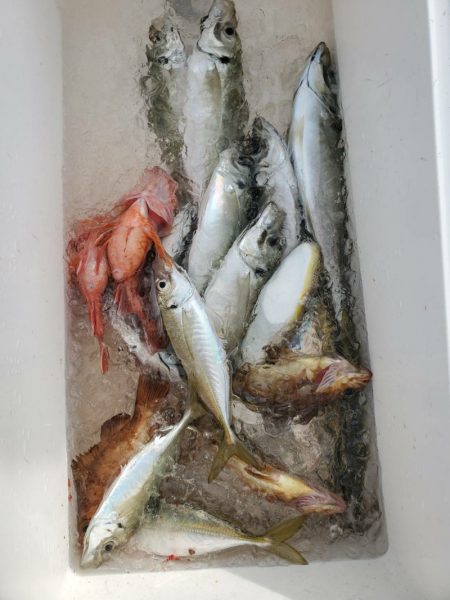 海龍丸（石川） 釣果