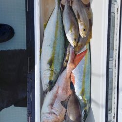 アマテラス 釣果