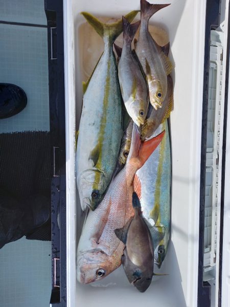 アマテラス 釣果