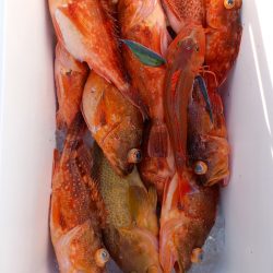 第二龍勢丸 釣果