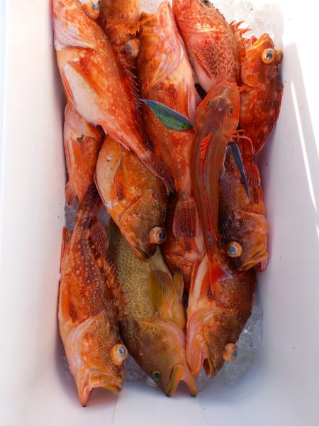 第二龍勢丸 釣果