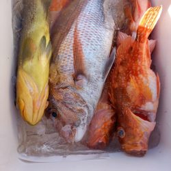 第二龍勢丸 釣果