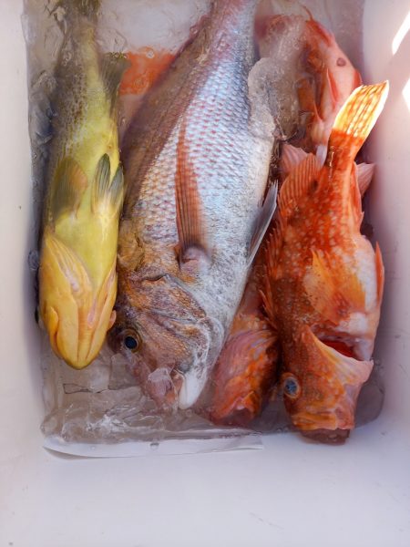 第二龍勢丸 釣果