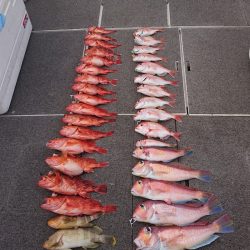 ARCADIAⅡ (アルカディアⅡ) 釣果