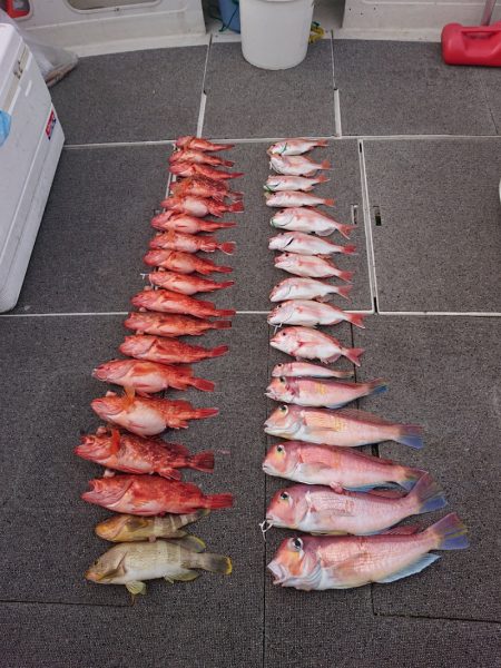 ARCADIAⅡ (アルカディアⅡ) 釣果