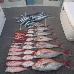 ARCADIAⅡ （アルカディアⅡ） 釣果